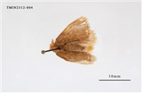 藏品(白斑黃毒蛾)的圖片